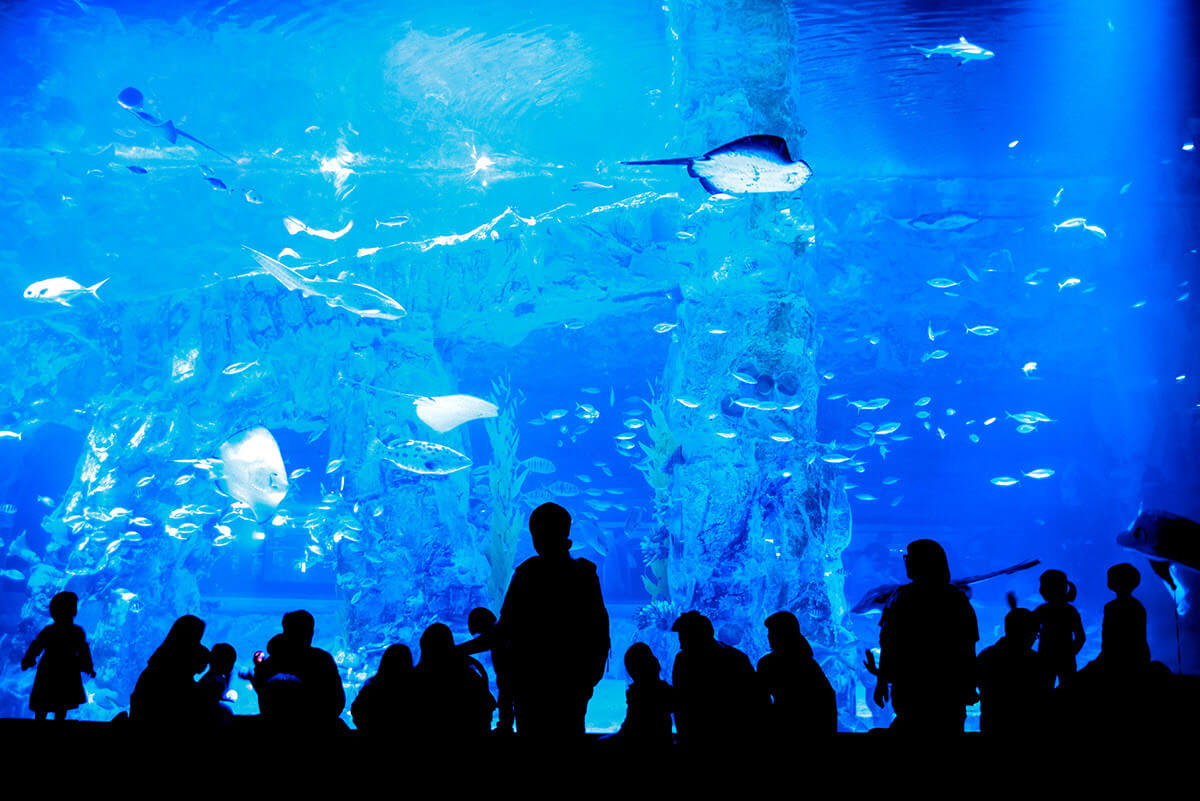 Lotte World Hanoi Aquarium